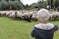 Big sheep tour (13)