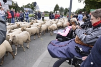 Big sheep tour (2)