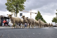 Big sheep tour (3)