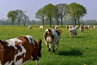 Koeien naar de wei Olen 13 (5)