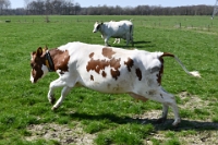 Koeien naar de wei 2021 (13)