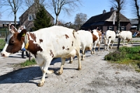 Koeien naar de wei 2021 (4)
